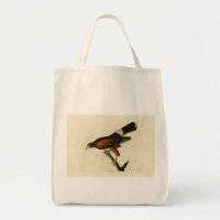 Louisiana (Harris's) Hawk Audubon Birds of America