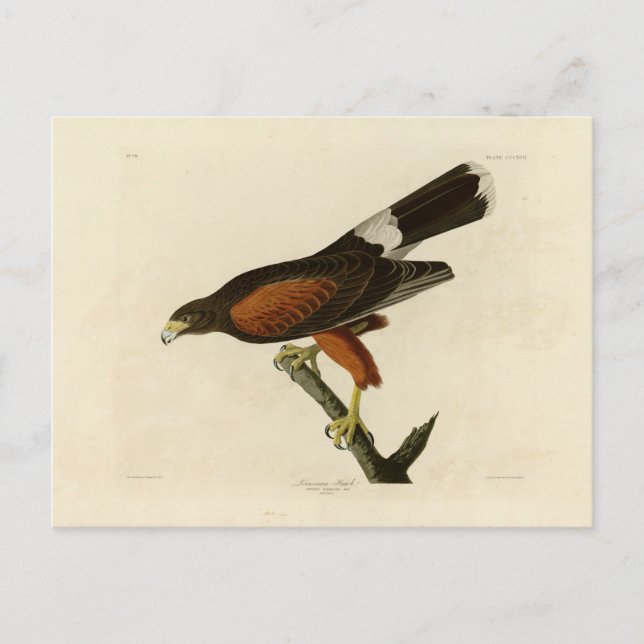 Louisiana Hawk Postcard (Front)