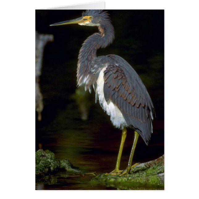 Louisiana heron (Front)