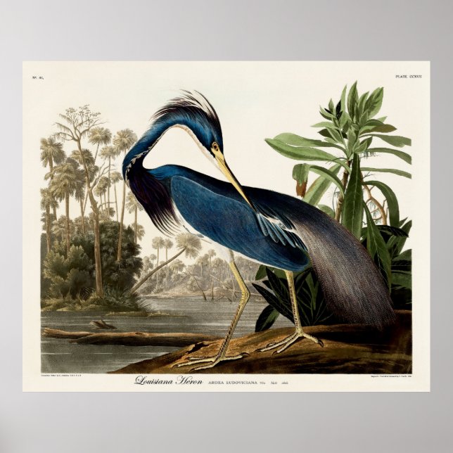 Louisiana Heron, 1834, From the Birds of America Poster (Front)