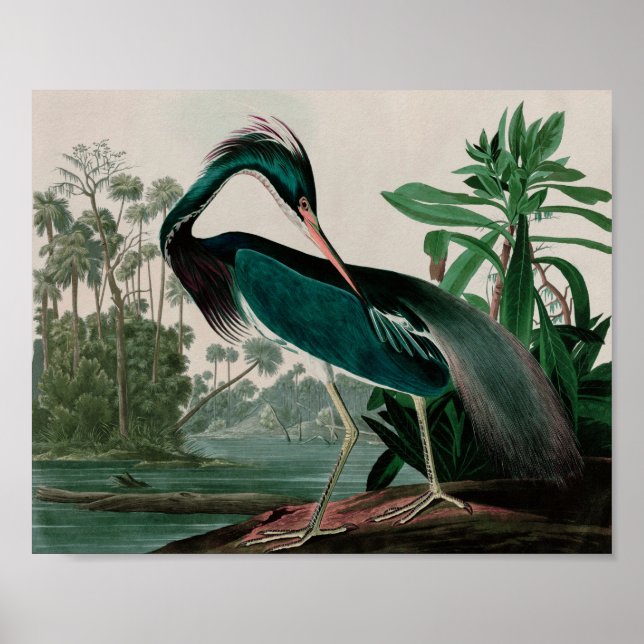 Louisiana Heron Birds of America Audubon Print (Front)