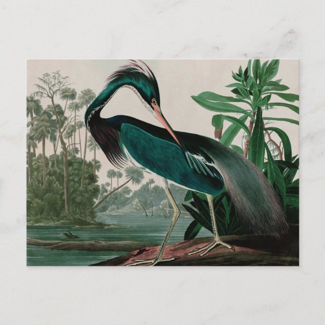 Louisiana Heron Birds of America Audubon Print Holiday Postcard (Front)