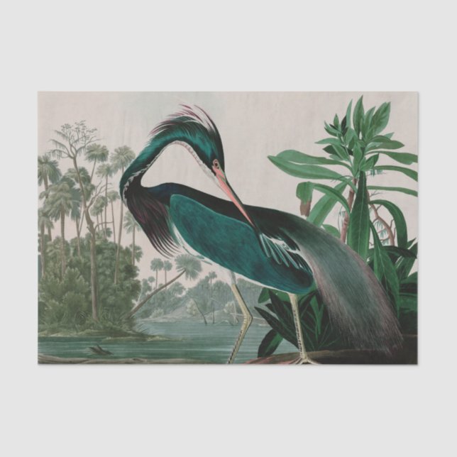 Louisiana Heron Birds of America Audubon Print Tissue Paper (Front)