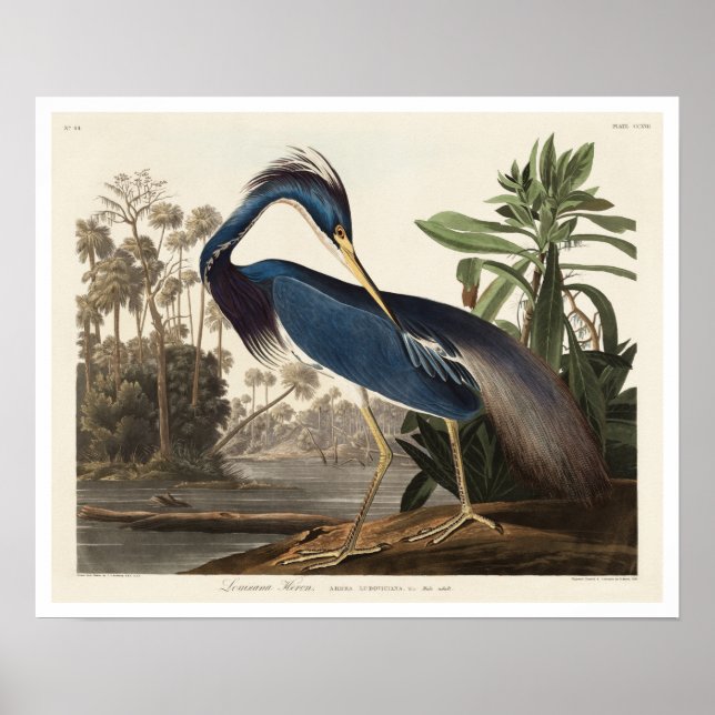 Louisiana Heron by Audubon Poster (Front)