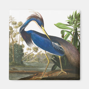 Louisiana Heron by John James Audubon Magnet