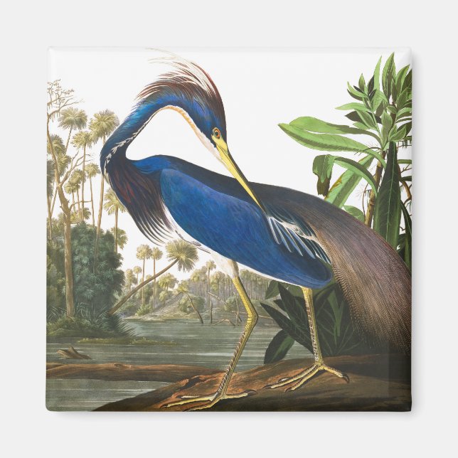 Louisiana Heron by John James Audubon Magnet (Front)