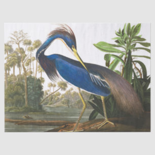 Louisiana Heron by John James Audubon Tissue Paper