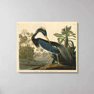Louisiana Heron - from Audubon's Birds of America Canvas Print