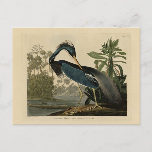 Louisiana Heron - from Audubon's Birds of America Postcard (Front)