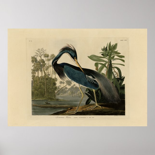 Louisiana Heron - from Audubon's Birds of America Poster (Front)