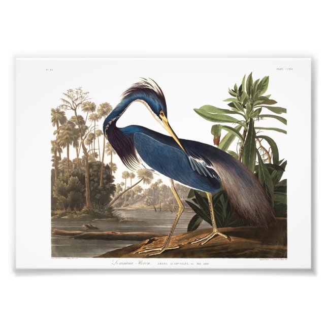 Louisiana Heron from Birds of America (1827) Photo Print (Front)
