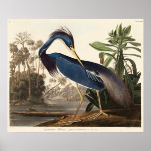 Louisiana Heron from Birds of America (1827) Poster