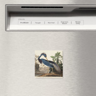 Louisiana Heron from Birds of America Magnet