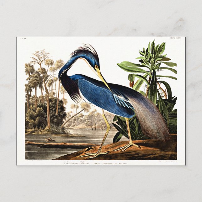 Louisiana Heron Postcard (Front)