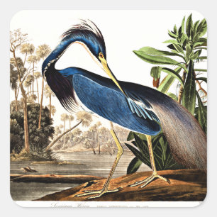 Louisiana Heron Square Sticker