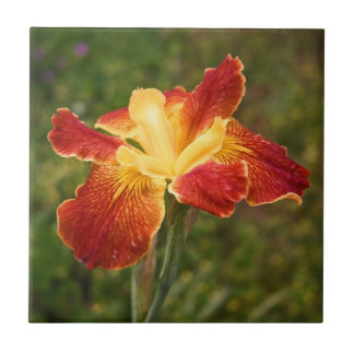 Louisiana Iris "Cajun Sunrise" Tile