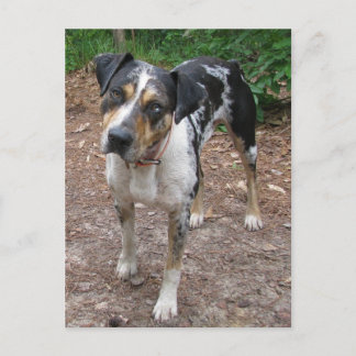 Louisiana Leopard Dog Postcard