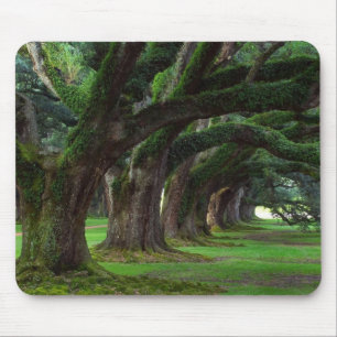 LOUISIANA LIVE OAK TREES MOUSE MAT