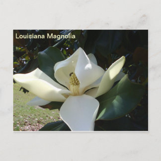 Louisiana Magnolia Postcard