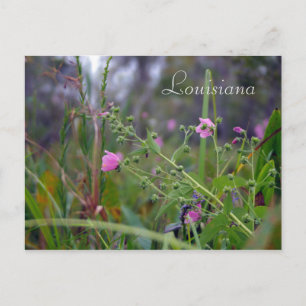 Louisiana Pink Flowers Postcard