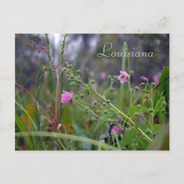 Louisiana Pink Flowers Postcard (Front)