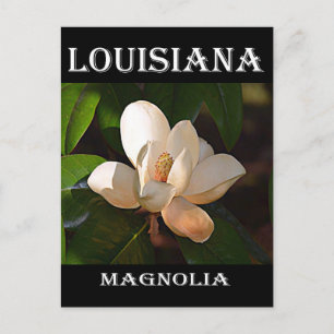 Louisiana Southern Magnolia Postcard