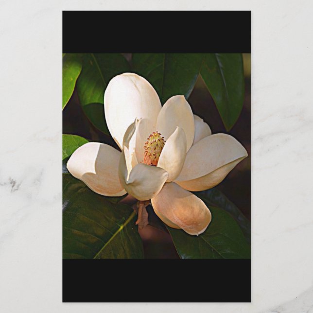 Louisiana Southern Magnolia Stationery (Front)