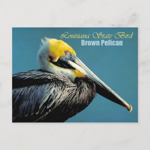 Louisiana State Bird - Brown Pelican Postcard