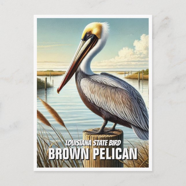Louisiana State Bird Brown Pelican Postcard (Front)
