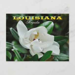 Louisiana State Flower: Magnolia Postcard