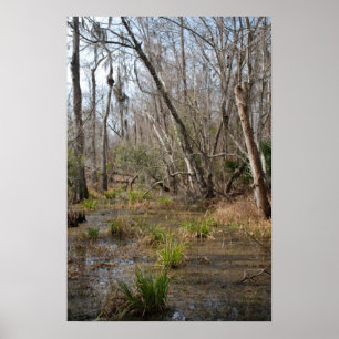 Louisiana Swamp poster