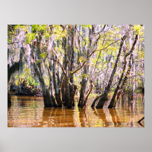 Louisiana Swamp Poster (Front)