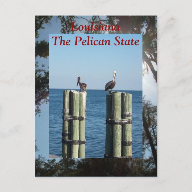 Louisiana The Pelican State Postcard (Front)