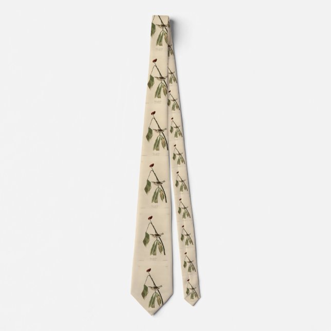 Louisiana Water Thrush, Audubon's Birds of America Tie (Front)