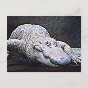 Louisiana White Alligator Postcard