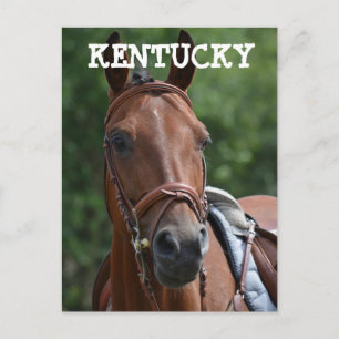 LOUISVILLE KENTUCKY RACE HORSE Postcard
