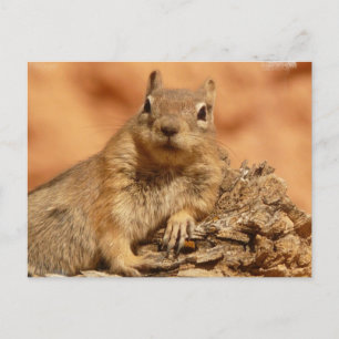 Lounging Chipmunk Postcard