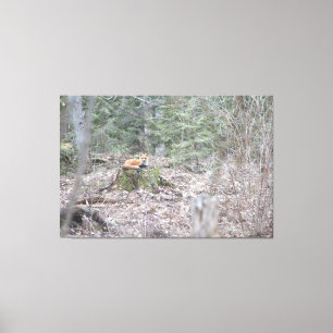 Lounging Fox Canvas Print