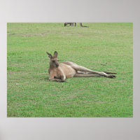 Lounging Kangaroo