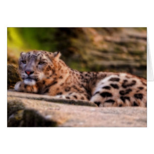 Lounging Leopard