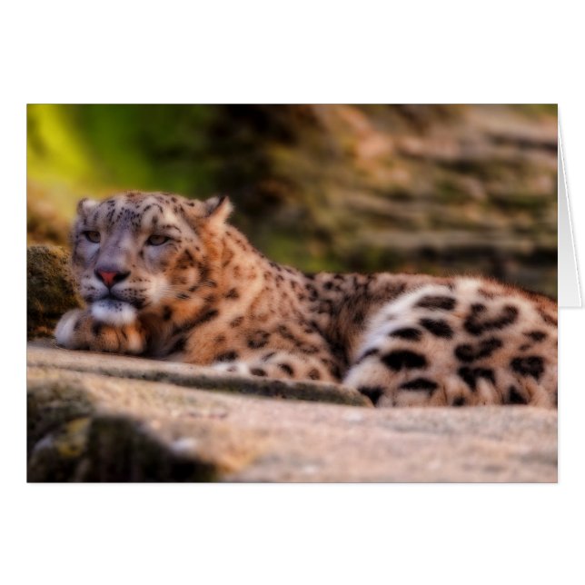 Lounging Leopard (Front Horizontal)