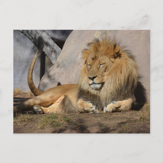 Lounging Lion Postcard (Front)