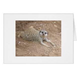 Lounging Meerkat Card