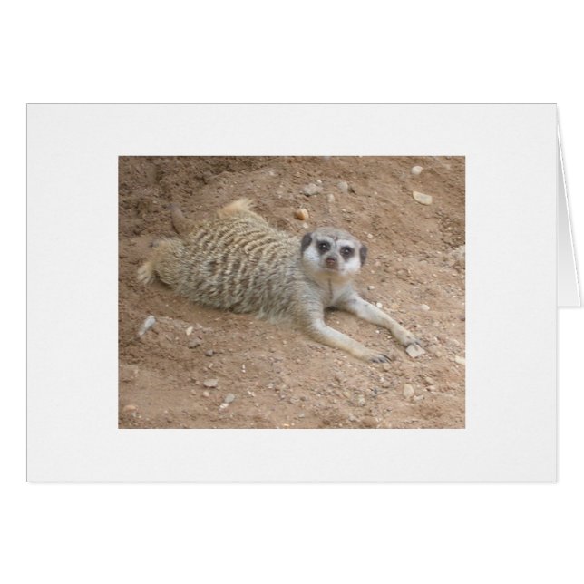 Lounging Meerkat Card (Front Horizontal)