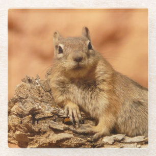 Lounging Squirrel - Glass Coaster