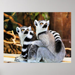 Lovable Lemurs Poster