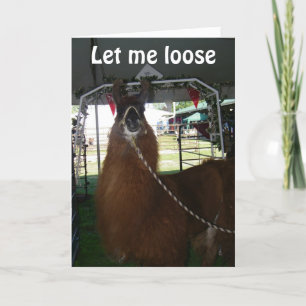 LOVE A LLAMA..OR SOMEONE ELSE...SEND HIM OUT TODAY CARD