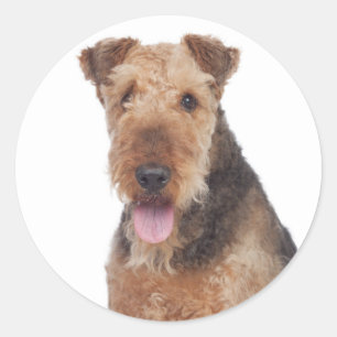Love Airedale Terrier Puppy Dog Sticker
