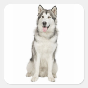 Love Alaskan Malamute Grey and Black Puppy Dog Sticker