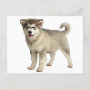 Love Alaskan Malamute Puppy Dog Postcard
